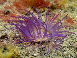 Purple Tube Anemone