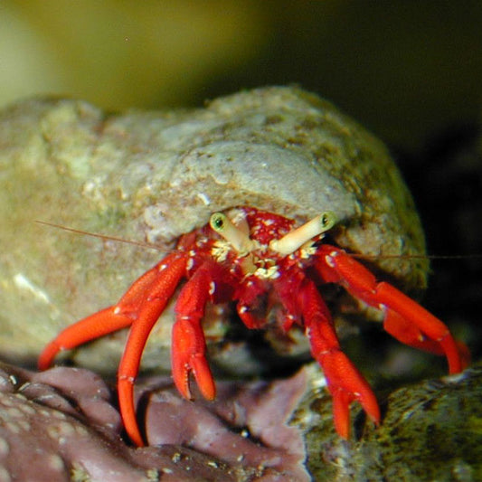 Red Scarlet Hermit Crab