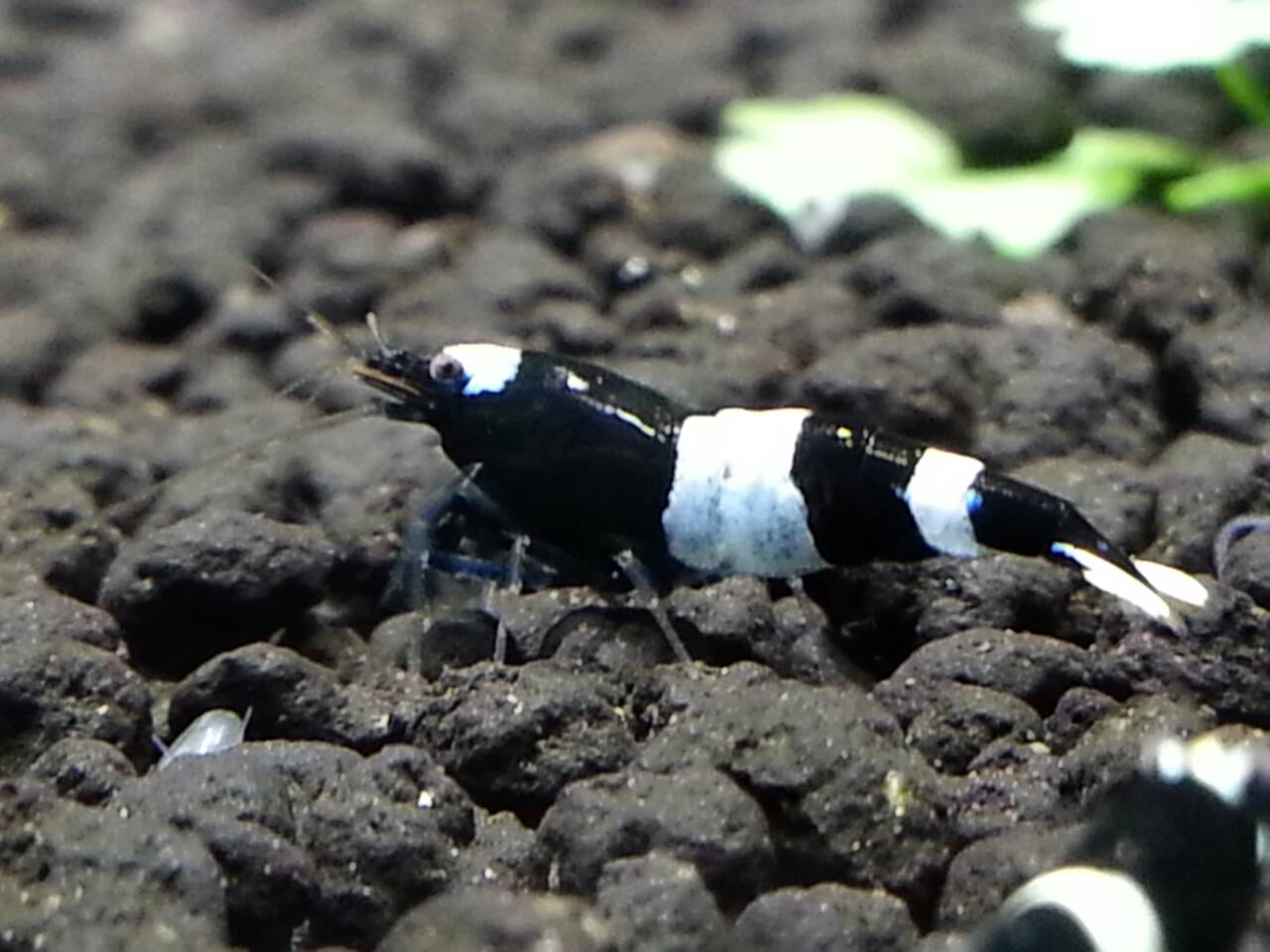 Black Panda Shrimp