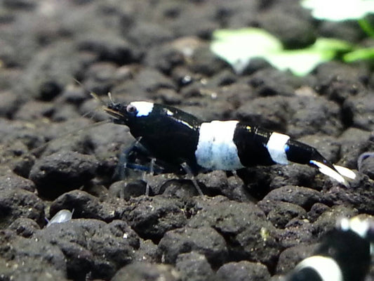 Black Panda Shrimp