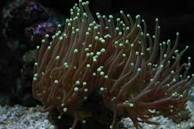 Green Metallic Torch Coral