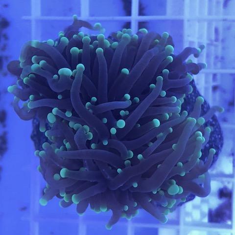 Green Torch Coral Frag